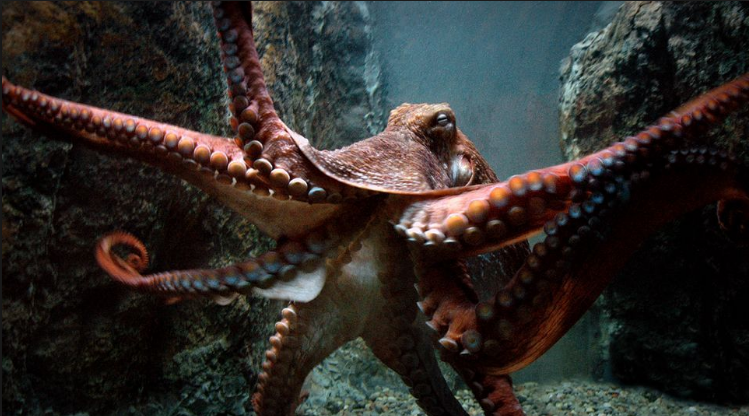 Top 10 Strongest Animals in the Sea | Digital Mode