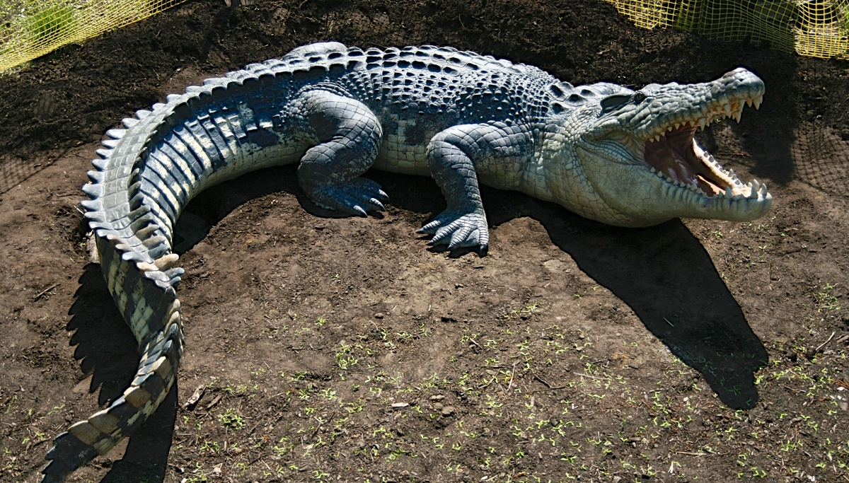 Pictures Of Saltwater Crocodile 