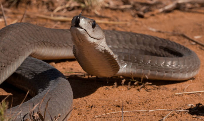 Top 10 Most Deadliest Venomous Snakes | Digital Mode