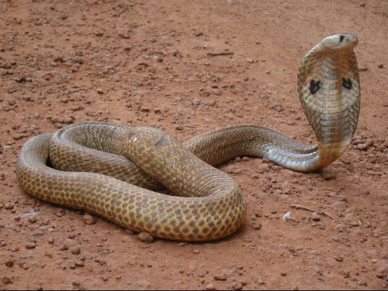 Indian Cobra 