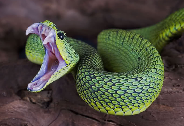 Top 10 Most Deadliest Venomous Snakes Digital Mode