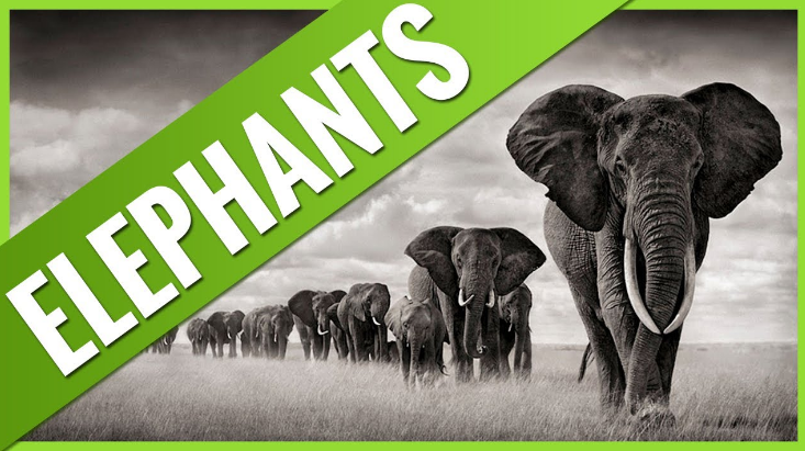 top 10 endangered facts about elephants