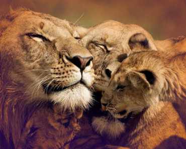 Top 10 Interesting Facts about Lions