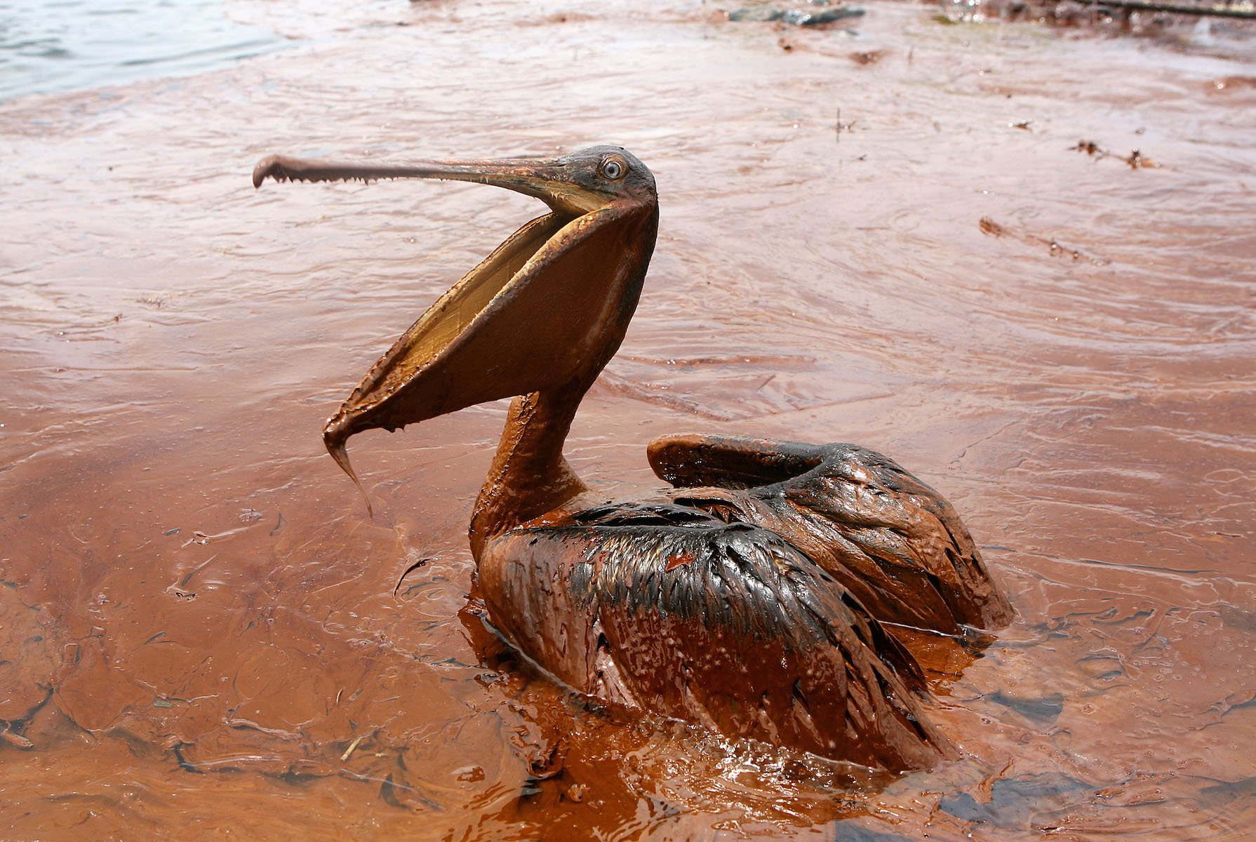 oil-spillage-in-the-gulf-of-mexico